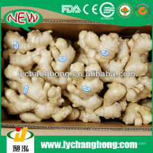 Precio fresco del jengibre de 1kg / raíz fresca del jengibre / jengibre de China / proveedor fresco del jengibre